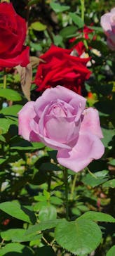 鳩山会館に投稿された画像（2021/10/24）