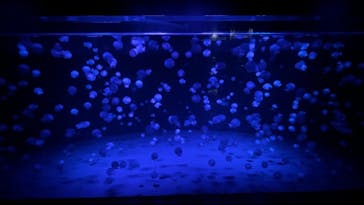 京都水族館に投稿された画像（2021/10/24）