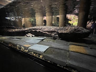 京都水族館に投稿された画像（2021/10/24）