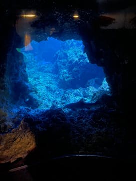 京都水族館に投稿された画像（2021/10/24）