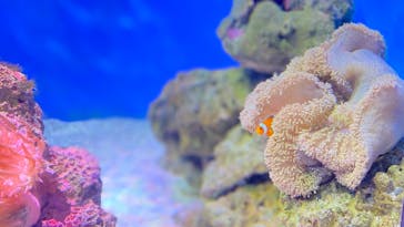 新江ノ島水族館に投稿された画像（2021/10/24）