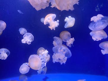 新江ノ島水族館に投稿された画像（2021/10/24）