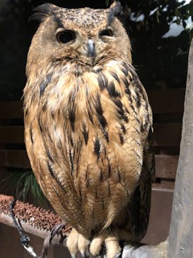 Moff animal world MARK IS みなとみらい店に投稿された画像（2021/10/24）