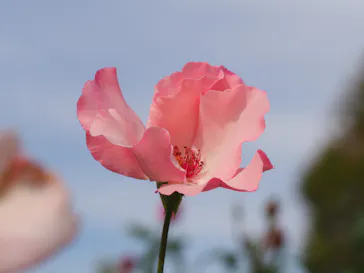 ひらかたパークに投稿された画像（2021/10/24）