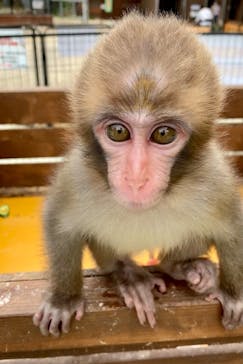 しろとり動物園に投稿された画像（2021/10/24）