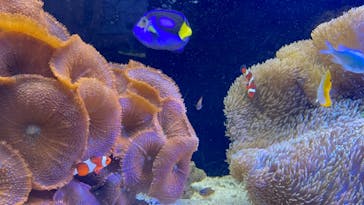 京都水族館に投稿された画像（2021/10/24）