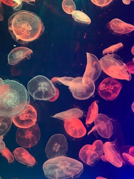 名古屋港水族館に投稿された画像（2021/10/24）