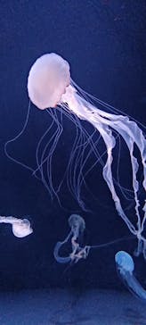 サンシャイン水族館に投稿された画像（2021/10/24）