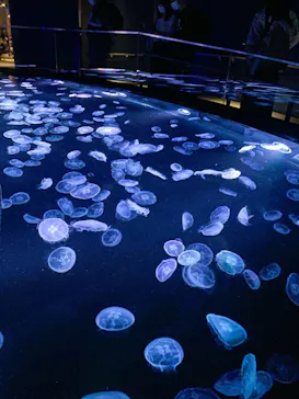 すみだ水族館に投稿された画像（2021/10/24）