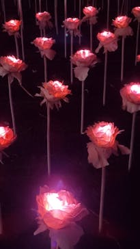 東京メガイルミに投稿された画像（2021/10/24）