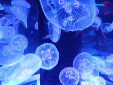 マクセル アクアパーク品川に投稿された画像（2021/10/24）