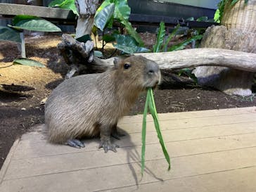 カワスイ 川崎⽔族館に投稿された画像（2021/10/24）