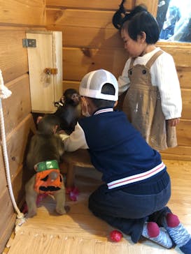 おさるランド＆アニタウン　日光さる軍団劇場に投稿された画像（2021/10/24）