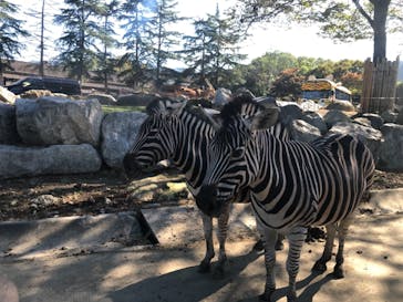 群馬サファリパークに投稿された画像（2021/10/24）