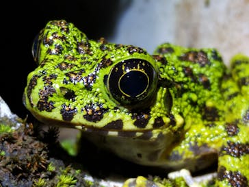 奄美ナイトツアーサービスに投稿された画像（2021/10/24）