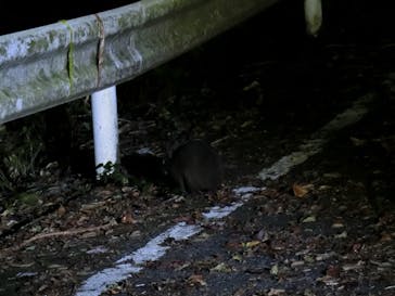 奄美ナイトツアーサービスに投稿された画像（2021/10/24）