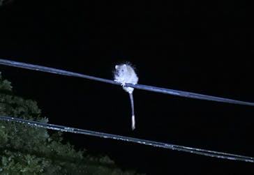 奄美ナイトツアーサービスに投稿された画像（2021/10/24）