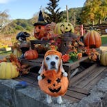 わんダフルネイチャーヴィレッジに投稿された画像（2021/10/25）