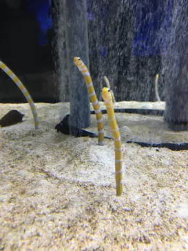 すみだ水族館に投稿された画像（2021/10/24）