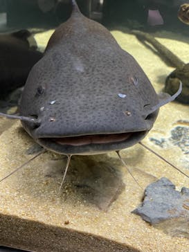 カワスイ 川崎⽔族館に投稿された画像（2021/10/24）