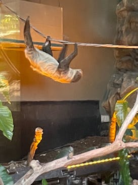 カワスイ 川崎⽔族館に投稿された画像（2021/10/24）