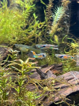 カワスイ 川崎⽔族館に投稿された画像（2021/10/24）