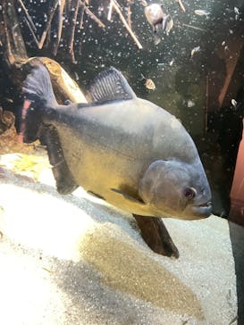 カワスイ 川崎⽔族館に投稿された画像（2021/10/24）