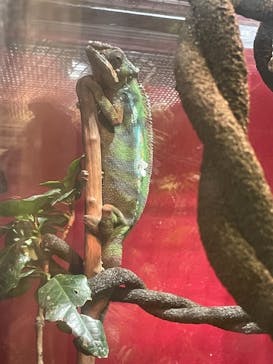 カワスイ 川崎⽔族館に投稿された画像（2021/10/24）