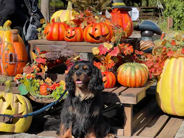 わんダフルネイチャーヴィレッジに投稿された画像（2021/10/24）