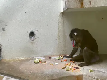 天王寺動物園に投稿された画像（2021/10/24）