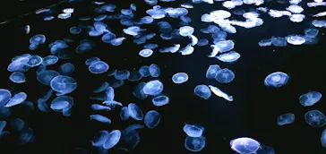 すみだ水族館に投稿された画像（2021/10/24）