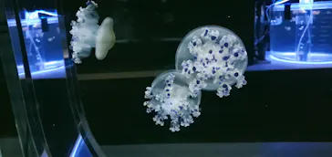 すみだ水族館に投稿された画像（2021/10/24）