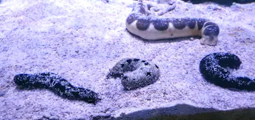 すみだ水族館に投稿された画像（2021/10/24）