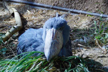 神戸どうぶつ王国に投稿された画像（2021/10/24）