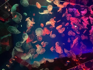 名古屋港水族館に投稿された画像（2021/10/24）