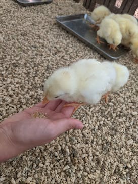 Moff アニマル カフェ イーアス 高尾店に投稿された画像（2021/8/17）