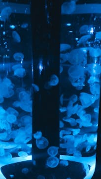 マクセル アクアパーク品川に投稿された画像（2021/10/24）