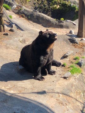 のぼりべつクマ牧場に投稿された画像（2021/10/25）