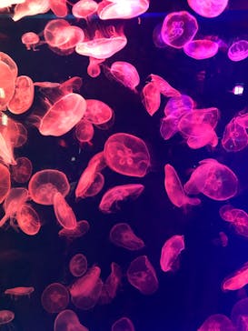 名古屋港水族館に投稿された画像（2021/10/25）