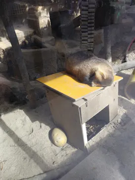 天王寺動物園に投稿された画像（2021/10/25）