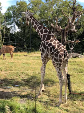 天王寺動物園に投稿された画像（2021/10/25）