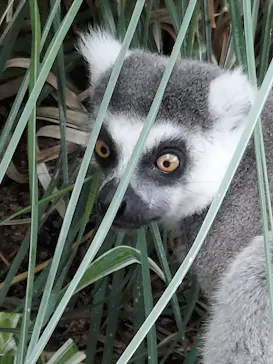 神戸どうぶつ王国に投稿された画像（2021/10/25）