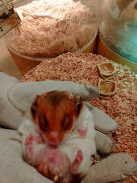 Moff animal cafe イオンモール幕張新都心店に投稿された画像（2021/10/25）