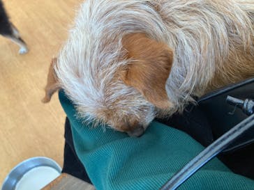 IPCわんわん動物園に投稿された画像（2021/10/25）