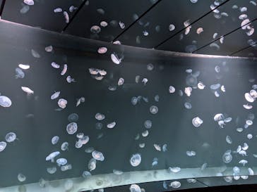 サンシャイン水族館に投稿された画像（2021/10/25）