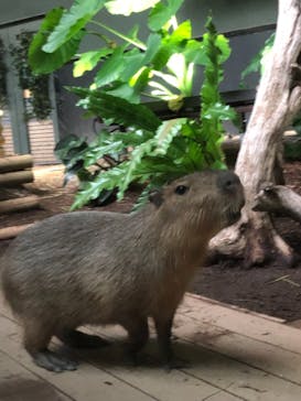 カワスイ 川崎⽔族館に投稿された画像（2021/10/25）