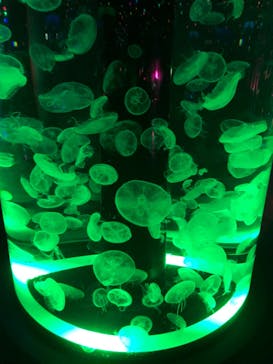 マクセル アクアパーク品川に投稿された画像（2021/10/25）