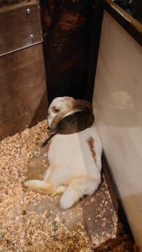 Moff animal world MARK IS みなとみらい店に投稿された画像（2021/10/25）