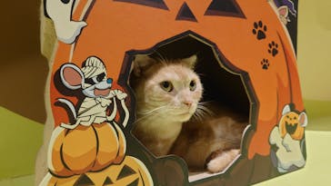 Moff animal world MARK IS みなとみらい店に投稿された画像（2021/10/25）