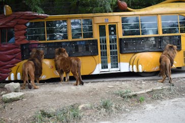 群馬サファリパークに投稿された画像（2021/10/25）